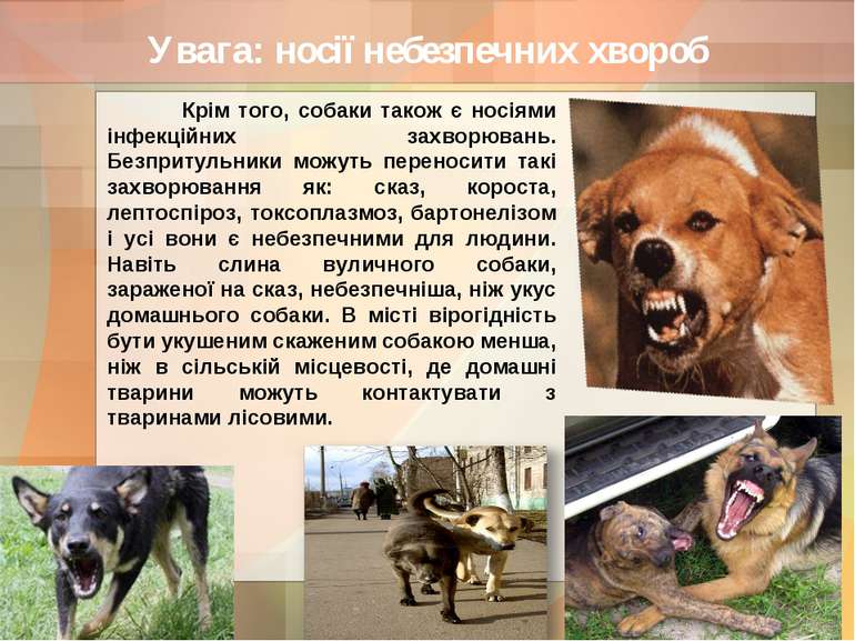 Увага: носії небезпечних хвороб Крім того, собаки також є носіями інфекційних...