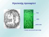 Нуклеоїд прокаріот РНК ДНК рибосоми Схема організації нуклеоїда Юрченко Л.П.