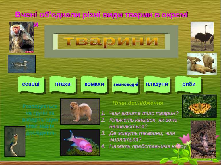Вчені об’єднали різні види тварин в окремі класи ссавці птахи комахи земновод...
