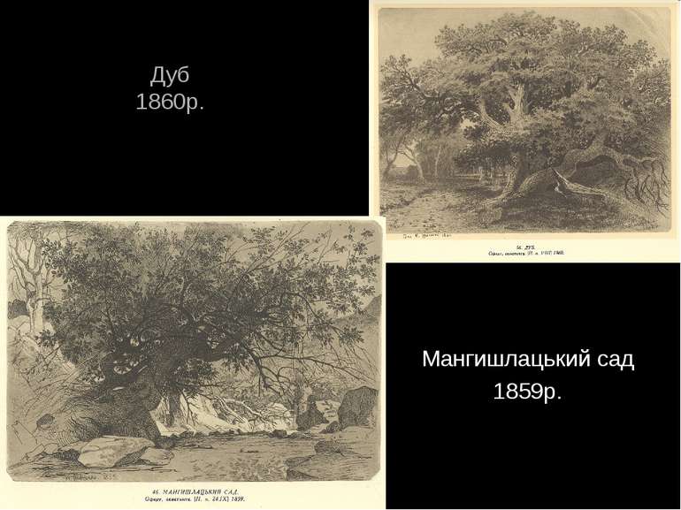 Дуб 1860р. Мангишлацький сад 1859р.