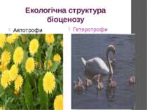 Екологічна структура біоценозу Автотрофи Гетеротрофи
