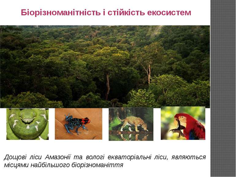 Біорізноманітність і стійкість екосистем Дощові ліси Амазонії та вологі екват...