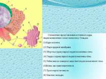 Схематичне представлення клітинного ядра, ендоплазматичної сітки і комплексу ...