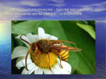 Що стосується виробництва – бджілки виготовляють мед, змішуючи нектар з водою...