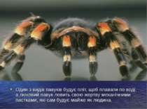 Один з видів павуків будує пліт, щоб плавати по воді, а люковий павук ловить ...