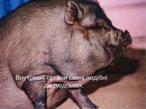 Внутрішні органи свині подібні до людських.