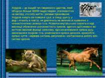 Хордові – це вищий тип тваринного царства, який об'єднує більше 40000 видів т...