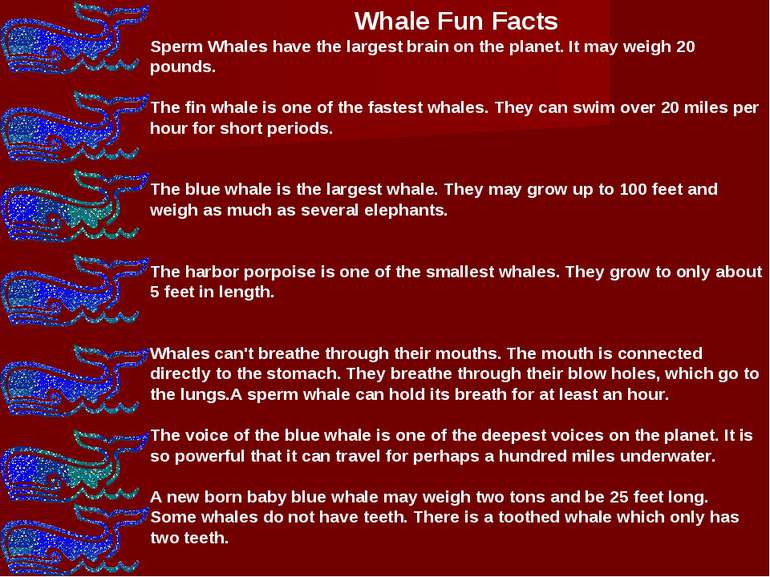 Whale Fun Facts Sperm Whales have the largest brain on the planet. It may wei...