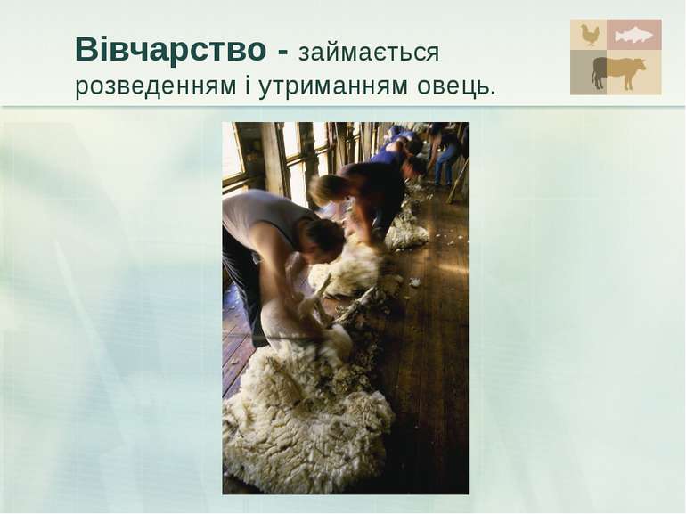 Вівчарство - займається розведенням і утриманням овець.