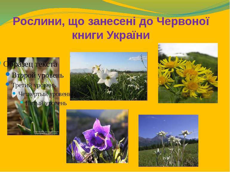 Рослини, що занесені до Червоної книги України
