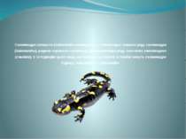 Саламандра плямиста (Salamandra salamandra) — земноводна тварина роду саламан...