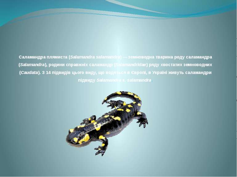 Саламандра плямиста (Salamandra salamandra) — земноводна тварина роду саламан...