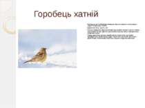 Горобець хатній Горобець-це один із найвідоміших птахів, що живуть по сусідст...