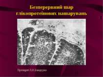 Безперервний шар глікопротеїнових нашарувань Препарат Л.Н.Бандурко