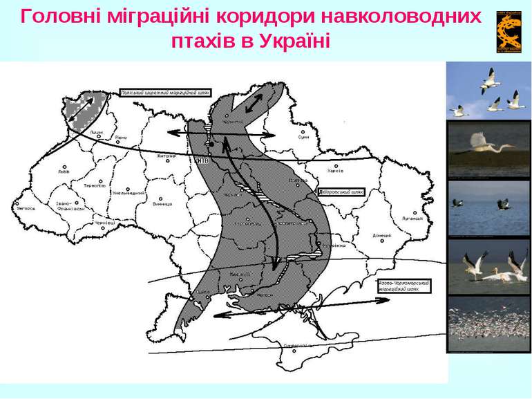 Головні міграційні коридори навколоводних птахів в Україні