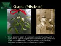 Омела (Mistletoe) Омела является одним из главных символов Рождества, хотя на...