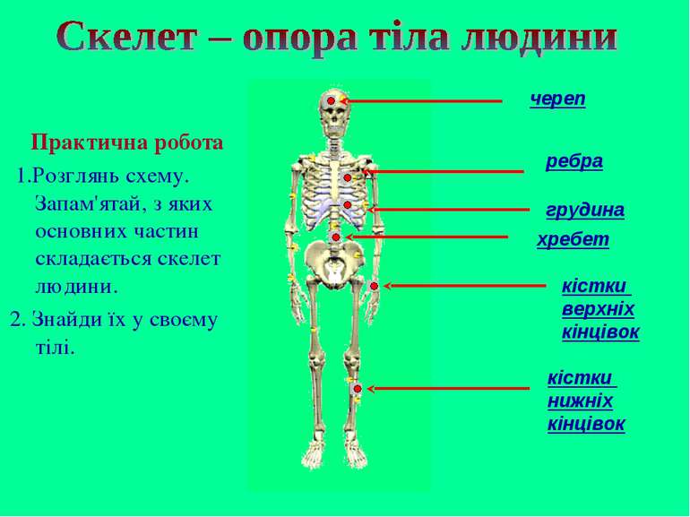 череп ребра грудина кістки верхніх кінцівок хребет кістки нижніх кінцівок Пра...
