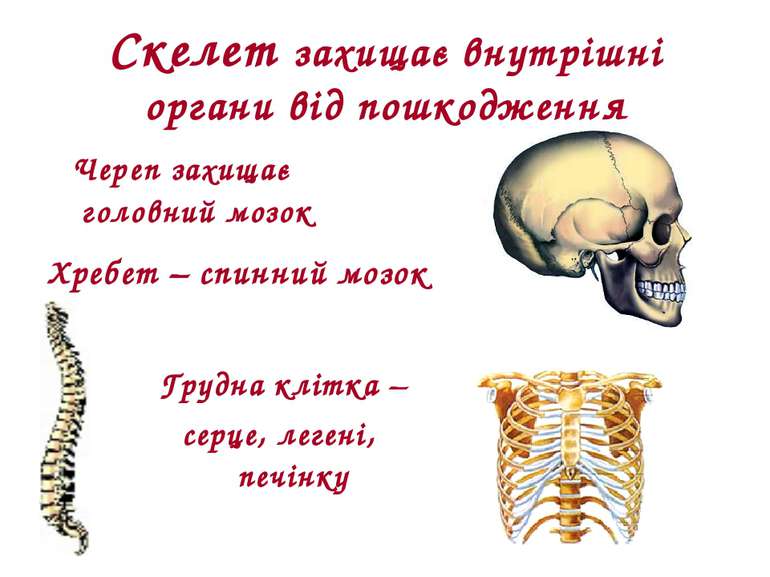 Скелет захищає внутрішні органи від пошкодження Череп захищає головний мозок ...