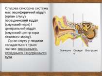 Слухова сенсорна система має периферичний відділ (орган слуху) провідниковий ...