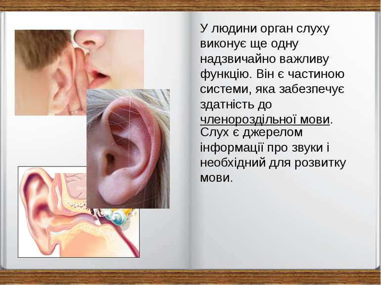 У людини орган слуху виконує ще одну надзвичайно важливу функцію. Він є части...
