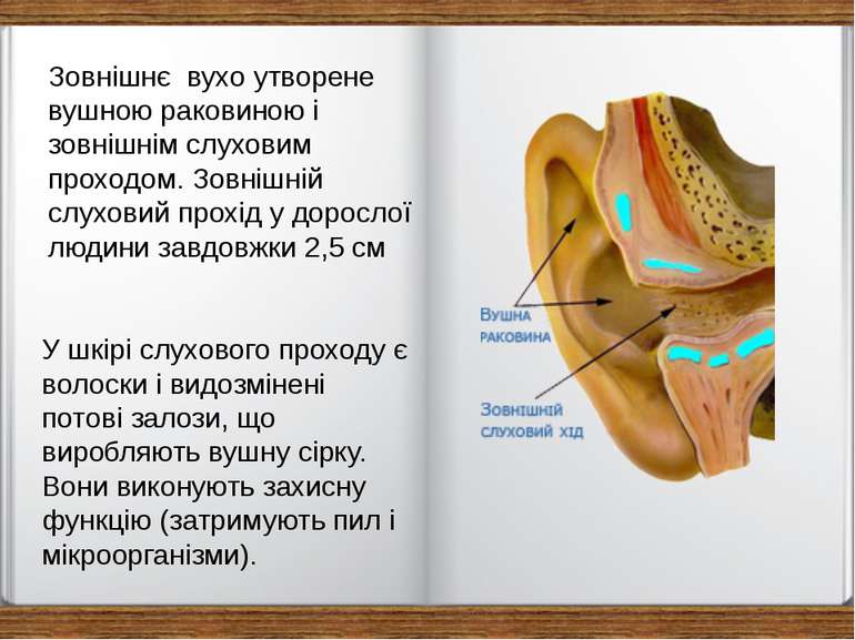 Зовнішнє вухо утворене вушною раковиною і зовнішнім слуховим проходом. Зовніш...