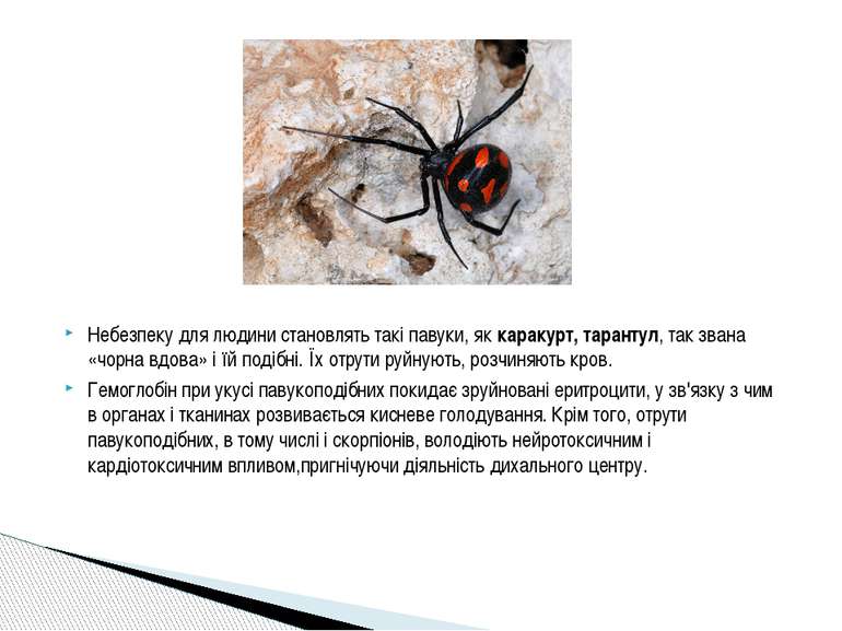 Небезпеку для людини становлять такі павуки, як каракурт, тарантул, так звана...