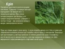 Кріп Однорічна трав’яниста рослина родини зонтичних. У давнину і в середні ві...