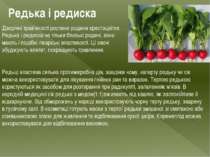 Редька і редиска Дворічні трав’янисті рослини родини хрестоцвітих. Редька і р...