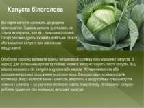 Капуста білоголова Всі сорти капусти належать до родини хрестоцвітих. Здавна ...