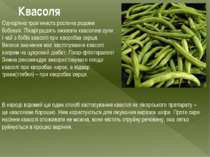 Квасоля Однорічна трав’яниста рослина родини бобових. Лікарі радять вживати к...