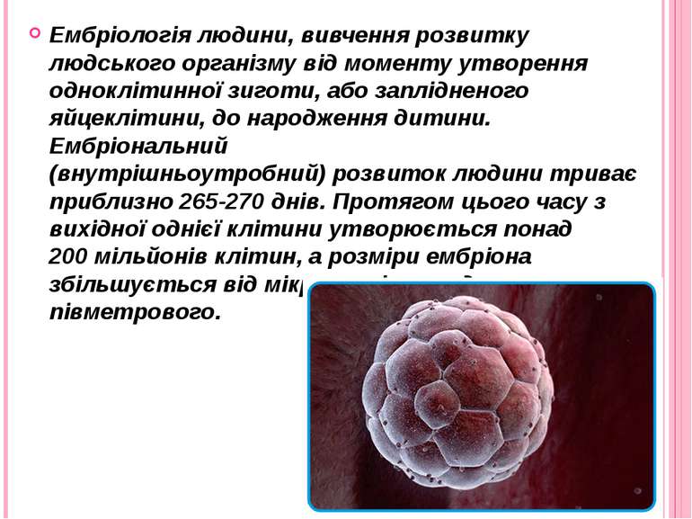 Ембріологія людини, вивчення розвитку людського організму від моменту утворен...