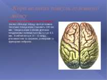 Кора великих півкуль головного мозку Наявність численних борозен і закруток з...