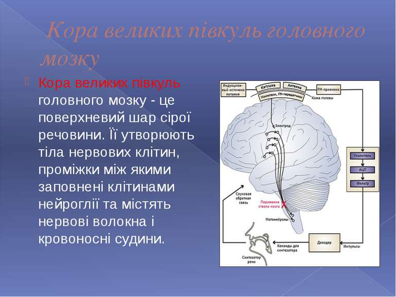 Кора великих півкуль головного мозку Кора великих півкуль головного мозку - ц...