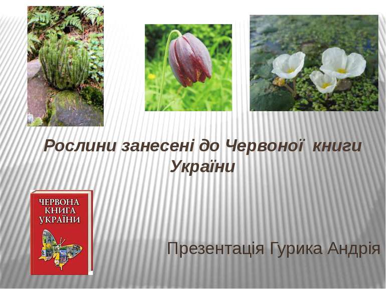 Рослини занесені до Червоної книги України Презентація Гурика Андрія