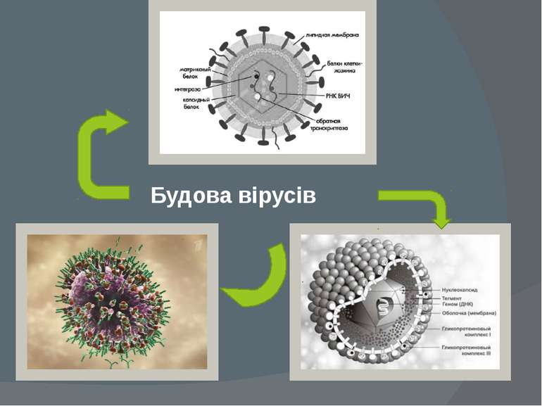 Будова вірусів