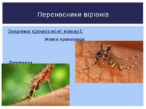 Зокрема кровосисні комарі: Жовта пропасниця Лихоманка Західного Нілу Переносн...