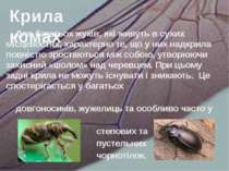 Для багатьох жуків, які живуть в сухих місцевостях, характерно те, що у них н...