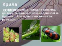 У рівнокрилих - цикад та попелиць дві пари перетинчастих крил однакові за буд...