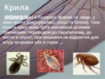 Серед комах є безкрилі форми та види, у яких крила редукувались (воші та блох...