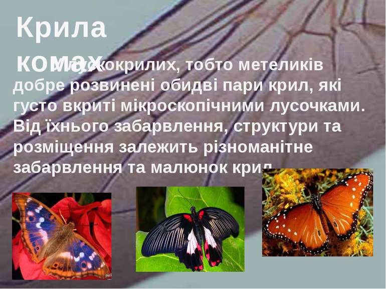 У лускокрилих, тобто метеликів добре розвинені обидві пари крил, які густо вк...