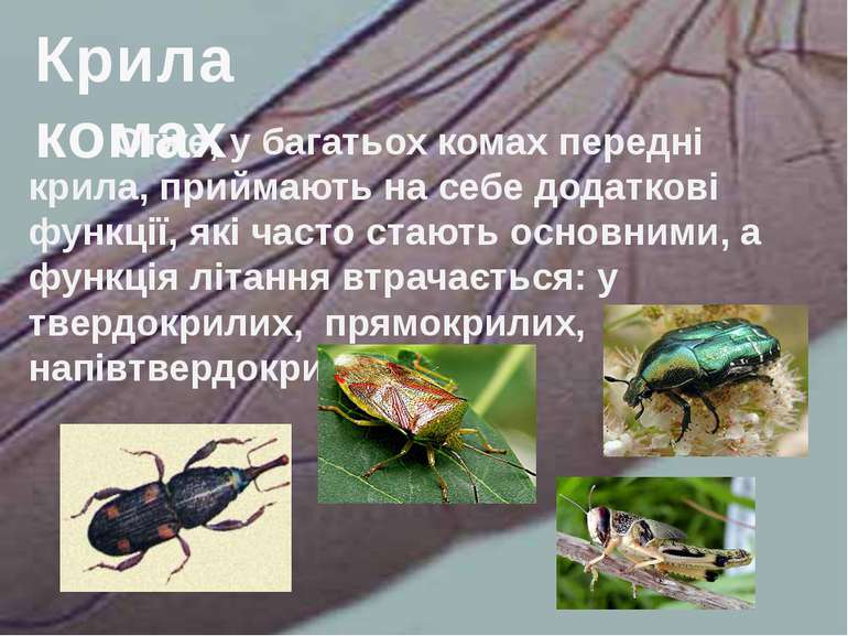 Отже, у багатьох комах передні крила, приймають на себе додаткові функції, як...