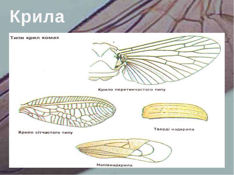 Крила комах