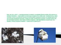 Баво вна (англ. cotton) — текстильне волокно рослинного походження. Волокно я...