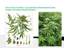 Коно плі (лат. Cannabis) — рід однолітніх лубоволокнистих рослин родини коноп...