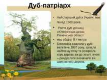 Дуб-патріарх Найстаріший дуб в Україні, має понад 1300 років. Росте дуб урочи...