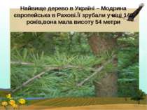 Найвище дерево в Україні – Модрина європейська в Рахові.Її зрубали у віці 140...