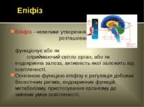 Епіфіз - невелике утворення, розташоване у глибині мозку; функціонує або як с...