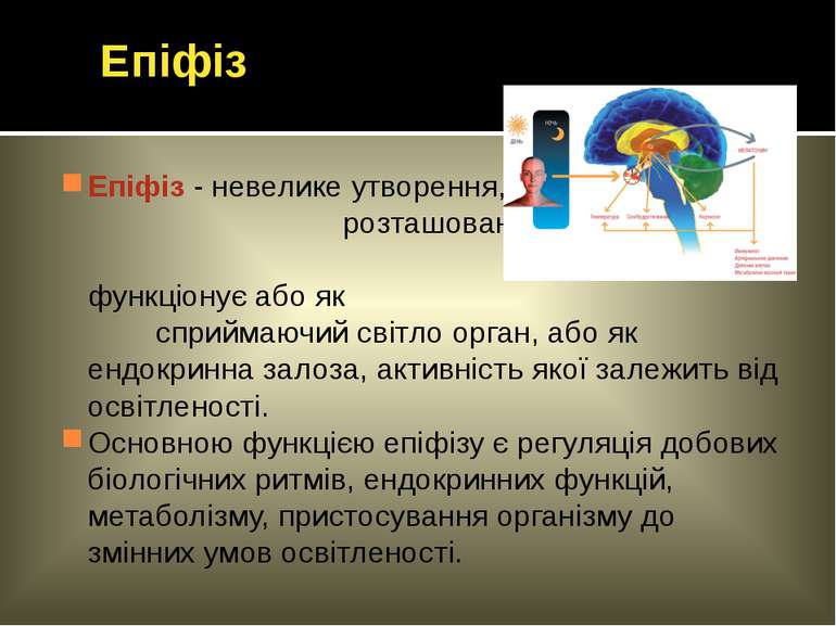 Епіфіз - невелике утворення, розташоване у глибині мозку; функціонує або як с...