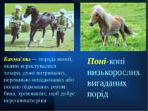 Поні-коні низькорослих вигаданих порід Бахма ти — порода коней, якими користу...