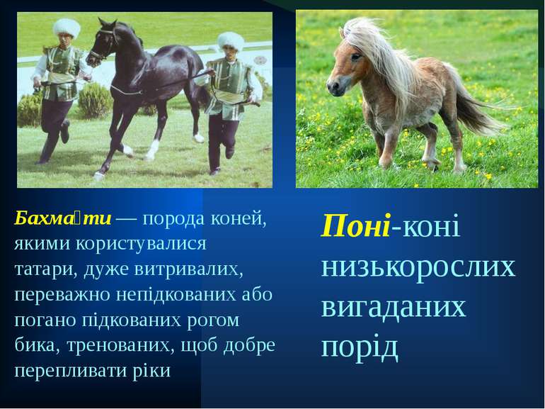 Поні-коні низькорослих вигаданих порід Бахма ти — порода коней, якими користу...